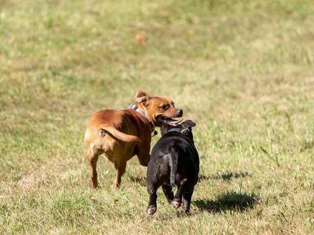 les 20 ans de Cani-Copains