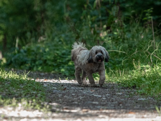 les 20 ans de Cani-Copains