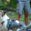 20 ans de Cani-Copains