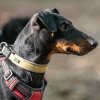 les 20 ans de Cani-Copains