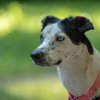 les 20 ans de Cani-Copains