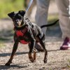 les 20 ans de Cani-Copains