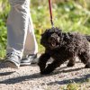 les 20 ans de Cani-Copains