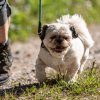 les 20 ans de Cani-Copains