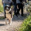 les 20 ans de Cani-Copains