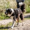 les 20 ans de Cani-Copains