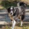 les 20 ans de Cani-Copains
