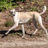 les 20 ans de Cani-Copains