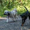 les 20 ans de Cani-Copains