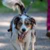 les 20 ans de Cani-Copains