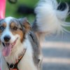 les 20 ans de Cani-Copains