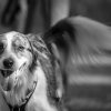 les 20 ans de Cani-Copains