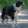 les 20 ans de Cani-Copains