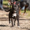 les 20 ans de Cani-Copains