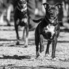 les 20 ans de Cani-Copains