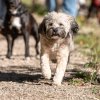 les 20 ans de Cani-Copains
