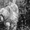 les 20 ans de Cani-Copains