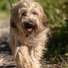 les 20 ans de Cani-Copains
