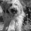 les 20 ans de Cani-Copains