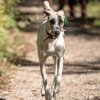les 20 ans de Cani-Copains