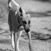 les 20 ans de Cani-Copains