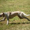 les 20 ans de Cani-Copains
