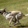 les 20 ans de Cani-Copains