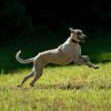 les 20 ans de Cani-Copains