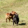 les 20 ans de Cani-Copains