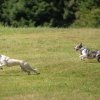 les 20 ans de Cani-Copains