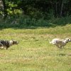 les 20 ans de Cani-Copains