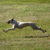 les 20 ans de Cani-Copains