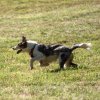 les 20 ans de Cani-Copains