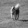 les 20 ans de Cani-Copains