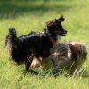 les 20 ans de Cani-Copains