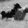 les 20 ans de Cani-Copains