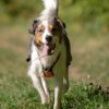 les 20 ans de Cani-Copains