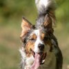 les 20 ans de Cani-Copains