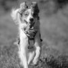 les 20 ans de Cani-Copains