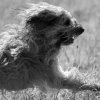 les 20 ans de Cani-Copains