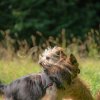les 20 ans de Cani-Copains
