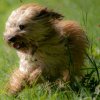 les 20 ans de Cani-Copains