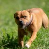 les 20 ans de Cani-Copains