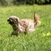 les 20 ans de Cani-Copains