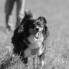 les 20 ans de Cani-Copains
