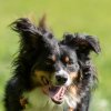 les 20 ans de Cani-Copains