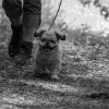 les 20 ans de Cani-Copains