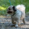 les 20 ans de Cani-Copains