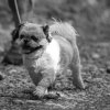les 20 ans de Cani-Copains
