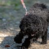 les 20 ans de Cani-Copains